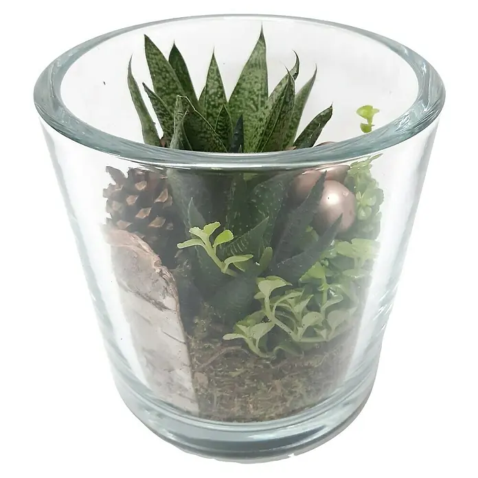 Piardino Sukkulenten - Succulenten Hybride, Topfgröße: 14 cm - Das Bild zeigt ein Glasgefäß, in dem eine Sukkulente zusammen mit dekorativen Elementen wie Zapfen arrangiert ist. Das Terrarium ist ein Hingucker.