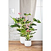 Piardino Flamingoblume (Anthurium andreanum, Topfgröße: 17 cm, Rosa) | BAUHAUS