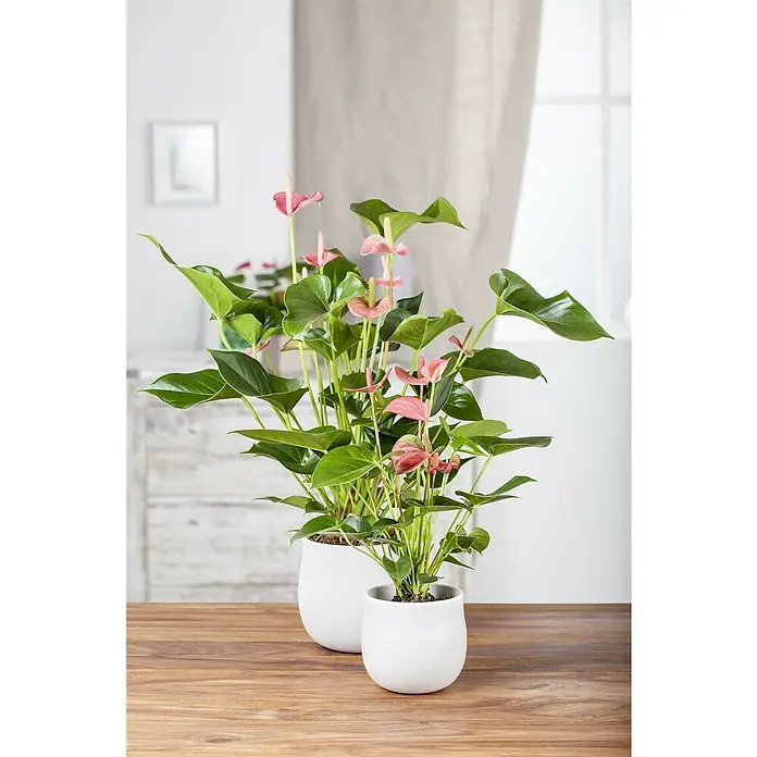 Piardino Flamingoblume - Anthurium andreanum, Topfgröße: 17 cm, Rosa - Zwei rosa Anthurien-Pflanzen in weißen Töpfen auf einem Holztisch, die eine elegante und natürliche Dekoration für Ihr Zuhause darstellen.