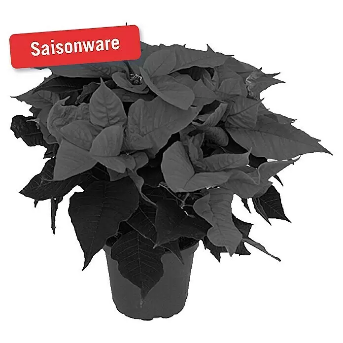 Piardino Weihnachtsstern 3-4 Brakteen - Euphorbia pulcherrima, Topfgröße: 11 cm, Rot - Monochromatische Topf-Poinsettie mit rotem 'Saisonware'-Etikett.