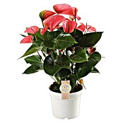 Piardino Flamingoblume (Anthurium andreanum, Topfgröße: 17 cm, Rosa) | BAUHAUS
