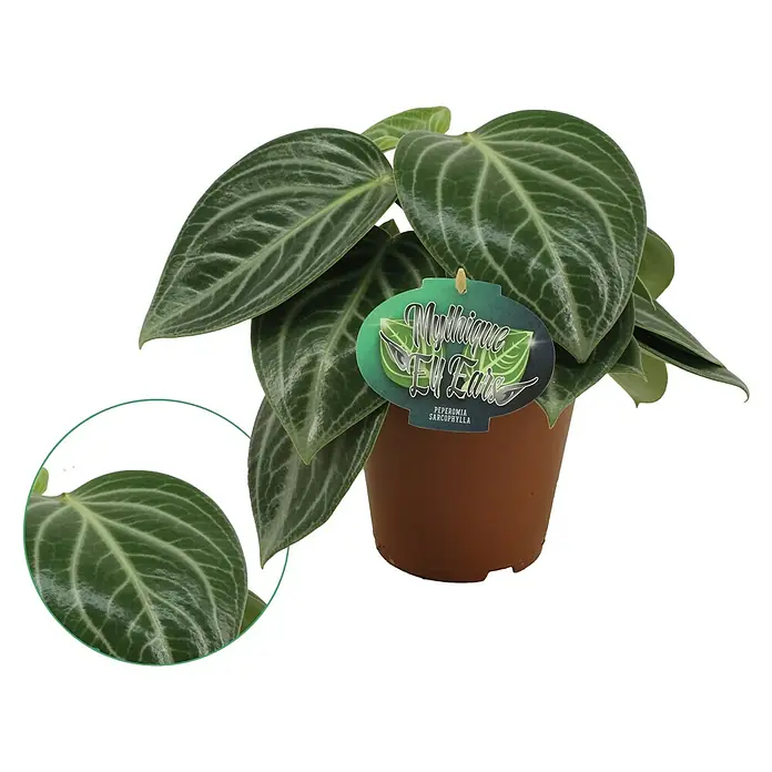 Piardino Zwergpfeffer - Peperomia sarcophylla, Topfgröße: 15 cm, Grün - Die Peperomia sarcophylla "Mythique Eu Erais" im braunen Topf mit ihren auffälligen Blattzeichnungen ist eine attraktive Zimmerpflanze.
