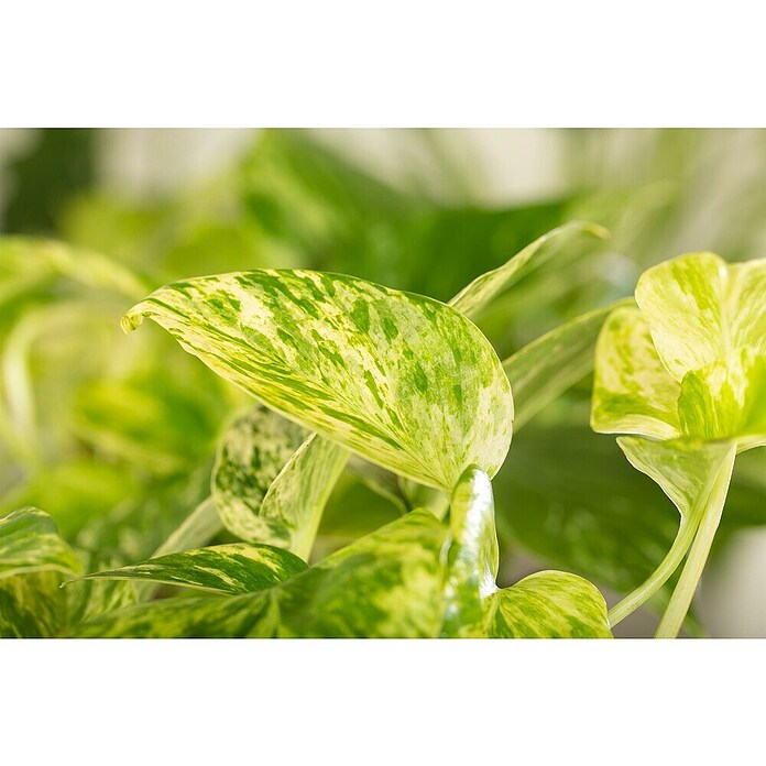 Piardino Efeutute (Epipremnum pinnatum 'Marble Queen', Topfgröße: 12 cm) | BAUHAUS