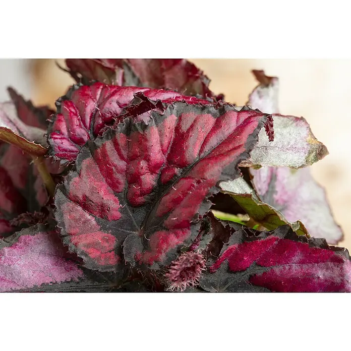 Piardino BegonieBegonia rex, Topfgröße: 17 cm, 1 Stück - Nahaufnahme einer Begonia Rex Pflanze mit ihren markanten, rot-schwarzen Blättern, die eine auffällige Textur und Farbe aufweisen.