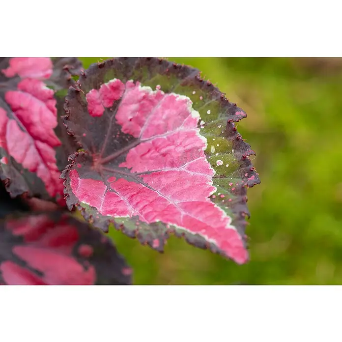 Piardino BegonieBegonia rex, Topfgröße: 17 cm, 1 Stück - Nahaufnahme eines farbenfrohen Begonienblattes mit pinkfarbenen und dunklen Farbtönen, das die einzigartige Schönheit dieser Pflanze hervorhebt.