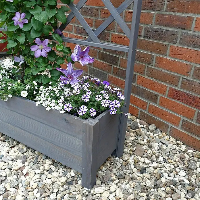Promadino Pflanzkasten Botanica - Außenmaß (L x B x H): 210 x 32 x 110 cm, Holz, Grau - Ein grauer Pflanzkasten mit Spalier voller lila Clematis und weißen sowie lila Petunien vor einer Ziegelwand auf Kies.