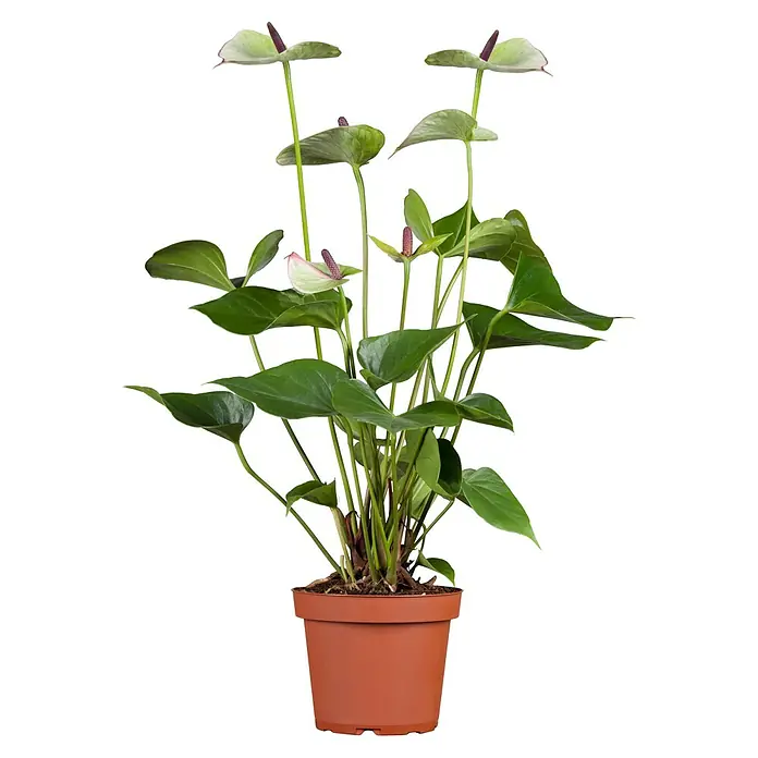 Piardino Flamingoblume Fresh Love White - Anthurium andreanum, Topfgröße: 21 cm, Weiß - Zimmerpflanze Anthurie 'Jade Joy' in einem Terrakotta-Topf, die mit ihren grün-weißen Blüten und herzförmigen Blättern ein dekoratives Element darstellt.