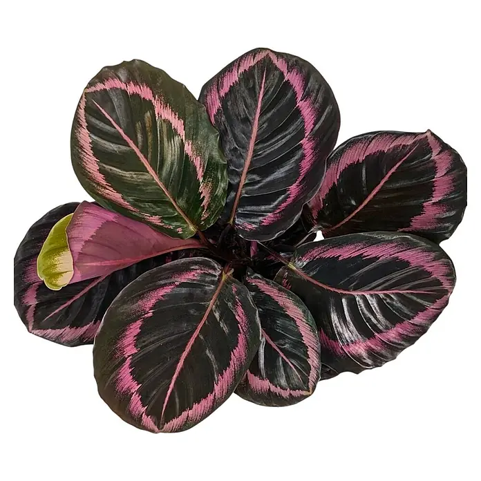 Piardino Korbmarante - Calathea roseapicta Jessy, Topfgröße: 14 cm - Nahaufnahme einer Calathea Ornata Pflanze mit dunkelgrünen Blättern und pinkfarbenen Streifen, die eine dekorative Zimmerpflanze zeigt.