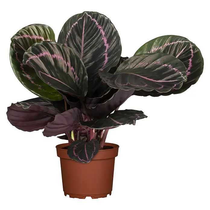 Piardino Korbmarante - Calathea roseapicta Jessy, Topfgröße: 14 cm - Wunderschöne Calathea Ornata Zimmerpflanze in einem braunen Topf, die mit ihren dunkelgrünen Blättern und rosa Streifen ins Auge fällt.