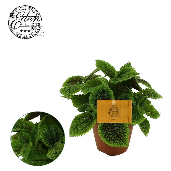 Piardino KanonierblumePilea mollis, Topfgröße: 12 cm, Blattfarbe: Grün