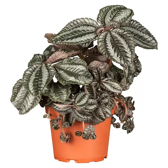Piardino KanonierblumePilea spruceana, Topfgröße: 12 cm, Blattfarbe: Grün