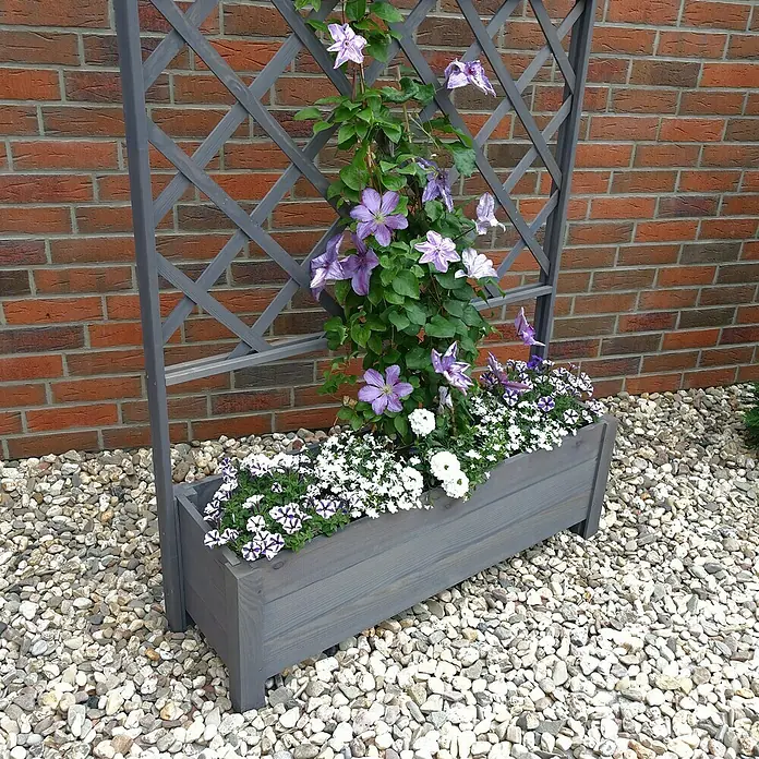 Promadino Pflanzkasten Botanica - Außenmaß (L x B x H): 210 x 32 x 110 cm, Holz, Grau - Ein grauer Blumenkasten mit Spalier, bepflanzt mit lila Clematis und weißen Blüten, steht vor einer roten Backsteinmauer auf Kies.