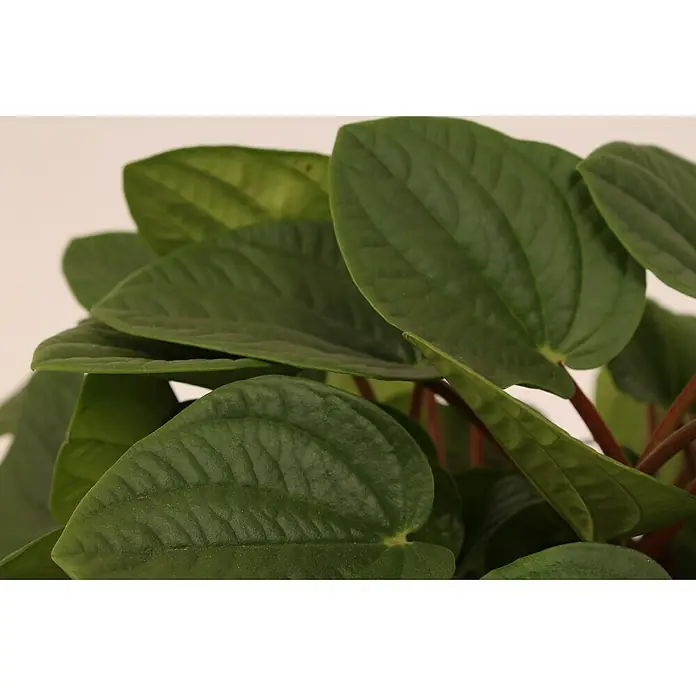 Piardino ZwergpfefferPeperomia caperata Rana Verde, Topfgröße: 17 cm, Grün - Nahaufnahme einer Peperomia-Pflanze mit herzförmigen, dunkelgrünen Blättern und roten Stielen vor einem hellen Hintergrund.