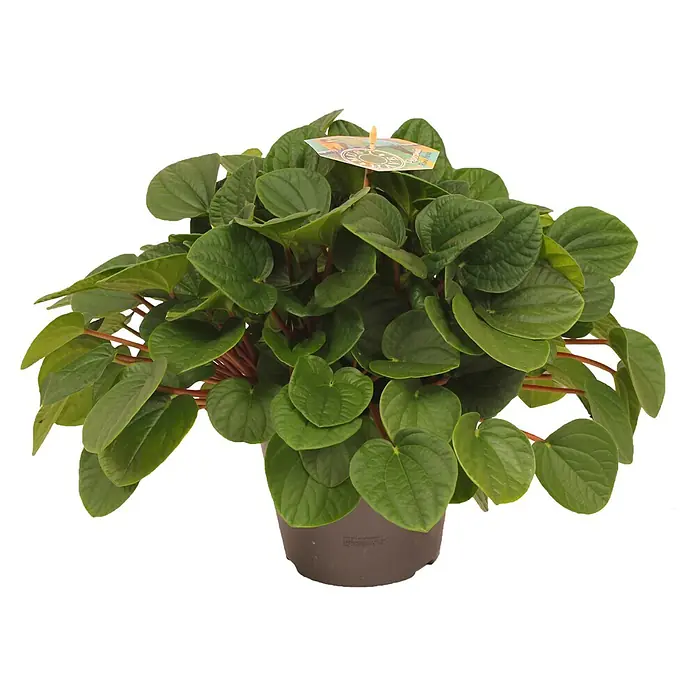 Piardino Zwergpfeffer - Peperomia caperata Rana Verde, Topfgröße: 17 cm, Grün - Nahaufnahme einer Peperomia obtusifolia Zimmerpflanze in einem braunen Topf, die ihre runden, grünen Blätter und roten Stängel zeigt.