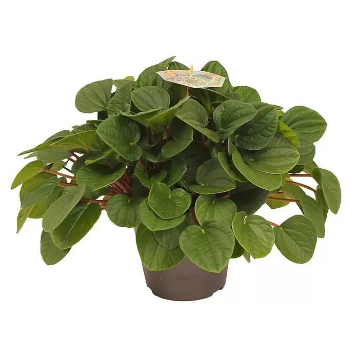 Piardino ZwergpfefferPeperomia caperata Rana Verde, Topfgröße: 17 cm, Grün