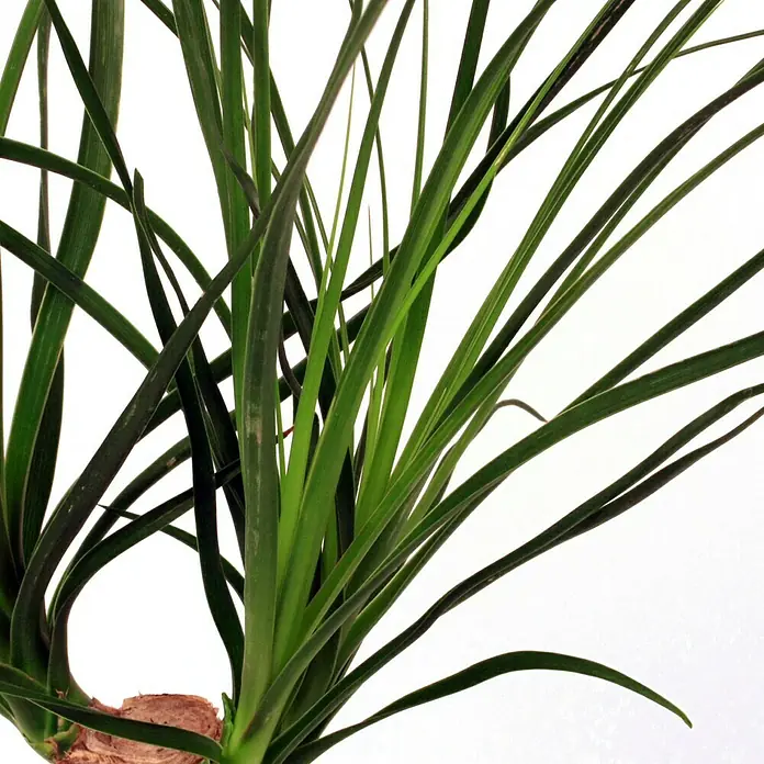 Piardino Elefantenfuß KnolleBeaucarnea recurvata, Topfgröße: 12 cm - Nahaufnahme einer Zimmerpflanze mit langen, grünen Blättern und einem hellbraunen Stamm vor einem neutralen, weißen Hintergrund.
