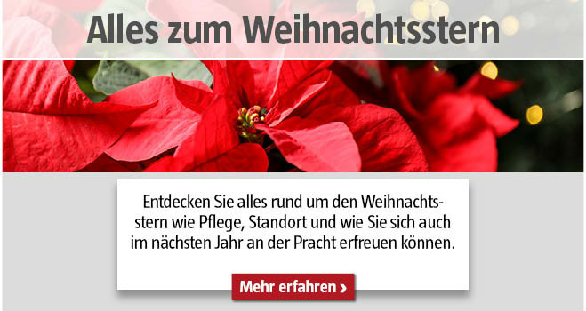 Weihnachtsstern