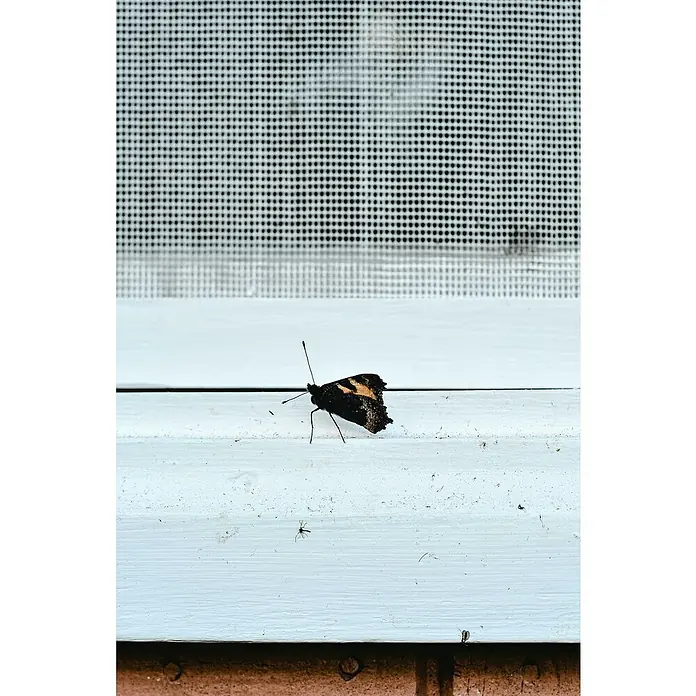 Mosquitera - An x Al: 100 x 140 cm, Montaje de la mosquitera: Inserción, Color bastidor: Plata - Una mariposa descansa en un alféizar blanco frente a una malla fina. Las alas de la mariposa presentan patrones de tonos marrones y negros.