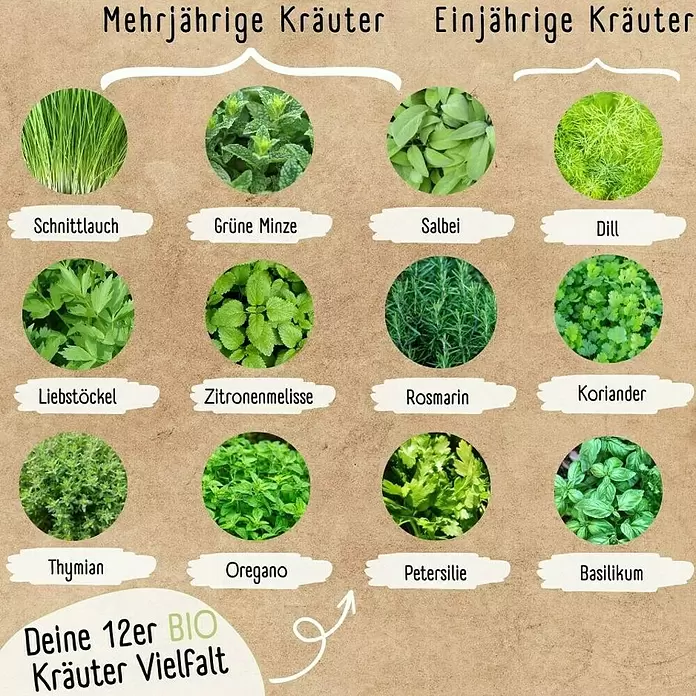 Kräutersamen Set - 12 Stk., verschiedene Kräuter - Übersicht von 12 BIO-Kräutern, aufgeteilt in mehrjährige und einjährige Sorten.
