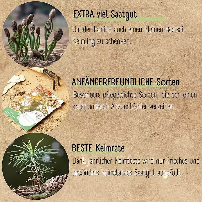 Bonsai Starter Set - verschiedene Sorten online kaufen bei BAUHAUS
