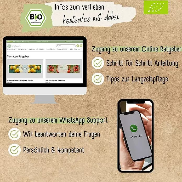 Gemüsesamen Mini-Tomatensamen Set - 12 Stk., Solanum lycopersicum, Erntezeit: Juli - Werbegrafik für einen Bio-Pflanzenshop mit Online-Ratgebern und WhatsApp-Support.