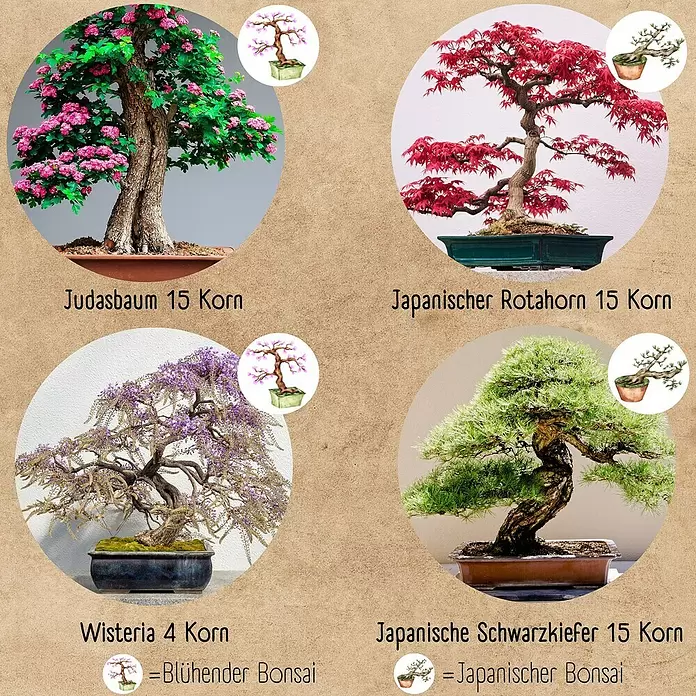 Bonsai Starter Set - verschiedene Sorten online kaufen bei BAUHAUS