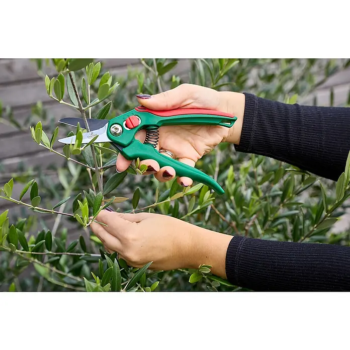 Gardol Classic Trimmschere GDB10 - Bypass, Max. Aststärke: 10 mm - Gartenschere bei der Arbeit, Äste eines Olivenbaums werden präzise geschnitten. Werkzeug mit grünen Griffen und scharfen Klingen im Einsatz.