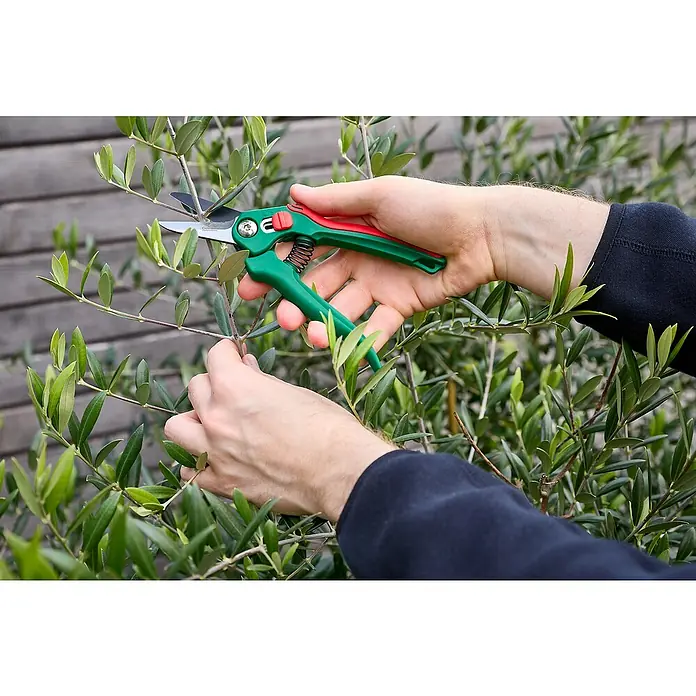 Gardol Classic Trimmschere GDB10 - Bypass, Max. Aststärke: 10 mm - Gartenschere im Einsatz: Ein Mann beschneidet einen Olivenbaum mit einer grünen Gartenschere, um das Wachstum zu fördern.