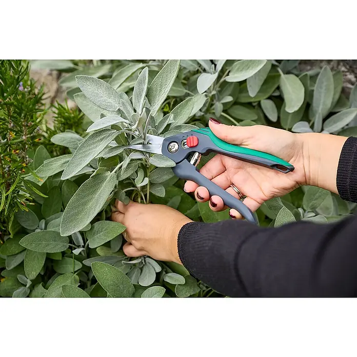 Gardol Comfort Trimmschere GDB12 - Bypass, Max. Aststärke: 12 mm - Eine Person schneidet Salbei mit einer Gartenschere. Die Schere hat einen grünen Griff und eine rote Taste zur Bedienung.