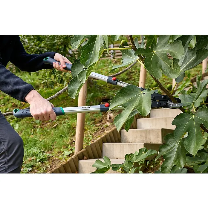 Gardol Premium Teleskop-Astschere GDA37 - Max. Aststärke: 37 mm - Eine Person schneidet mit einer Gardol Astschere einen Ast an einem Feigenbaum vor einer Treppe ab.