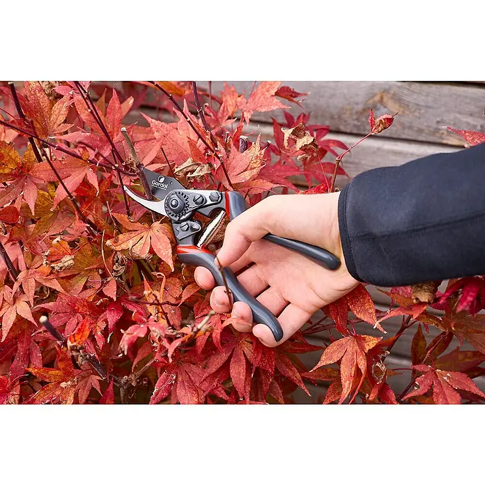 Gardol Premium Gartenschere GDB23 - Bypass, Max. Aststärke: 23 mm, Geeignet für: Rechtshänder - Nahaufnahme einer Hand, die eine Gartenschere von Gardol benutzt, um einen Ast an einem Ahornbaum mit roten Blättern zu schneiden.