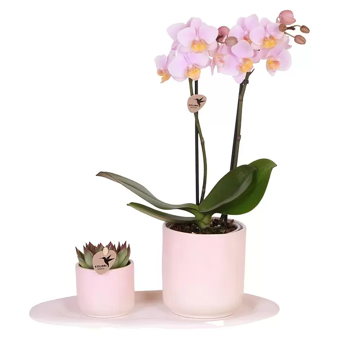 Piardino Schmetterlingsorchidee Arrangement - Floral Blush, Phalaenopsis multiflora & Sukkulente i.S. - Zwei Topfpflanzen, eine rosa Orchidee und eine grüne Sukkulente, stehen auf einem hellrosa Tablett.