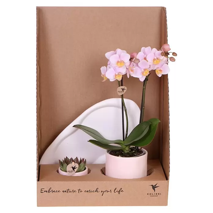Piardino Schmetterlingsorchidee Arrangement - Floral Blush, Phalaenopsis multiflora & Sukkulente i.S. - Eine pinke Orchidee und eine kleine Sukkulente in rosa Töpfen, verpackt in einem braunen Karton mit "Embrace nature to enrich your life"-Text.