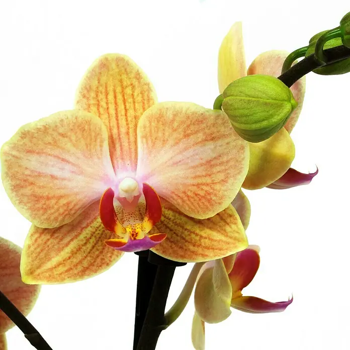 Piardino Orquídea mariposa - Phalaenopsis Hybride Multiflora, Tamaño de maceta: 12 cm, Naranja, Número de brotes: 2 ud., En posición vertical - De cerca, una orquídea Phalaenopsis amarilla-naranja con acentos rojos y morados destaca su exquisita exhibición floral.
