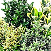 Piardino Spindelstrauch (Euonymus fortunei, Topfgröße: 9 cm, Blattfarbe: Artenabhängig)