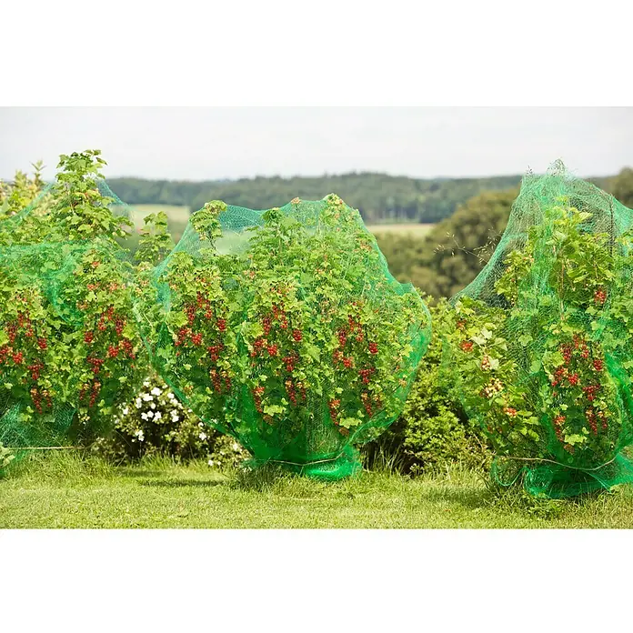 Gardol Vogelschutznetz Basic - 5 x 4 m - Das Bild zeigt drei Johannisbeersträucher, die mit grünen Netzen abgedeckt sind, um die reifen roten Beeren vor Vögeln zu schützen.