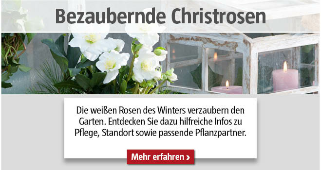 Christrosen