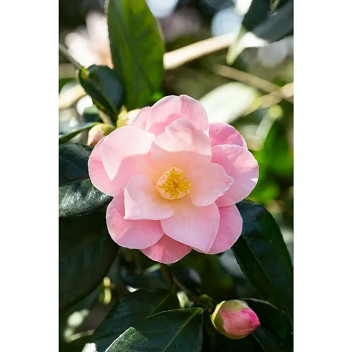 Piardino Japanische Kamelie - Camellia japonica, Topfgröße: 19 cm, Blütenfarbe: Rot/Rosa/Weiß - Nahaufnahme einer zarten, rosa Kamelienblüte mit gelber Mitte und grünen Blättern.