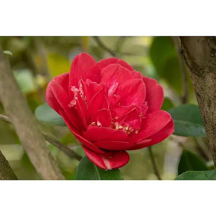 Piardino Japanische Kamelie - Camellia japonica, Topfgröße: 19 cm, Blütenfarbe: Rot/Rosa/Weiß - Nahaufnahme einer roten Kamelienblüte, die ihre filigranen Blütenblätter und goldenen Staubgefäße inmitten grüner Blätter und Äste zeigt.