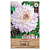 Sperli Bloembollen (Dahlia x Hybrida, Verschillende kleuren) | BAUHAUS
