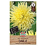 Sperli Bloembollen (Dahlia x Hybrida, Geel) | BAUHAUS