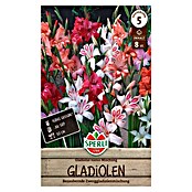Sperli Bloembollen (Gladiolus, Verschillende kleuren) | BAUHAUS