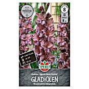 Sperli Bloembollen (Gladiolus, Oranje) | BAUHAUS