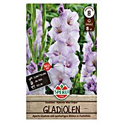 Sperli Bloembollen (Gladiolus, Paars) | BAUHAUS