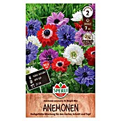Sperli Bloembollen St. Brigid (Anemone coronaria, Verschillende kleuren) | BAUHAUS