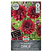 Sperli Bloembollen (Rood, Hoeveelheid bloemen: Gevuld, Levensduur planten: Vaste plant) | BAUHAUS