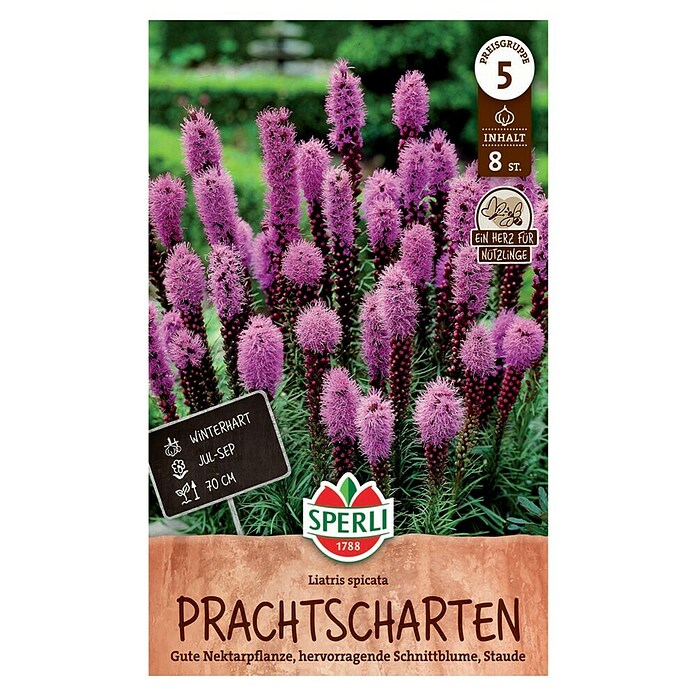 Sperli Bloembollen (Paars, Hoeveelheid bloemen: Gevuld, Levensduur planten: Vaste plant) | BAUHAUS