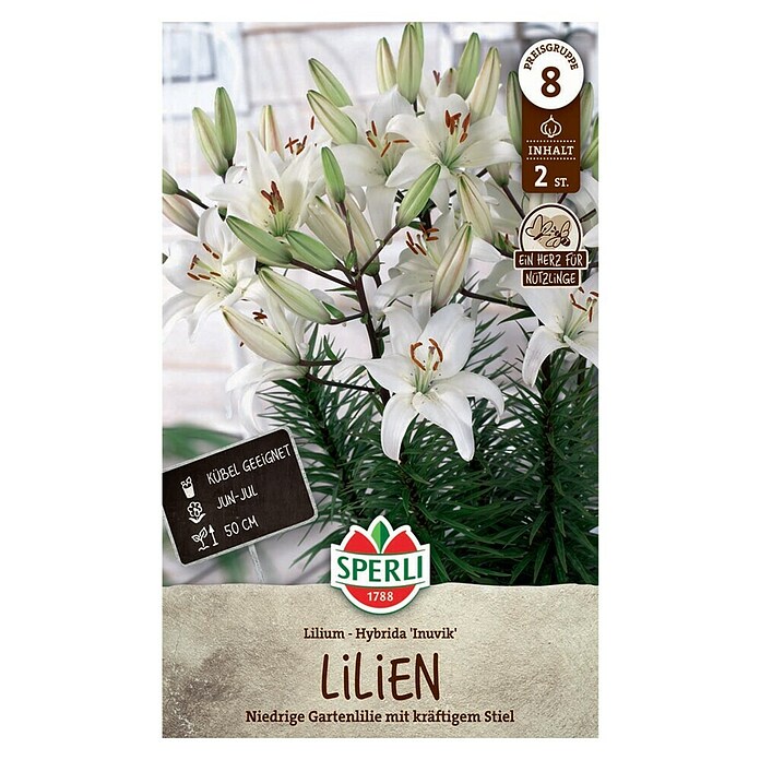 Sperli Bloembollen (Lilium x Hybrida, Wit, Levensduur planten: Vaste plant) | BAUHAUS