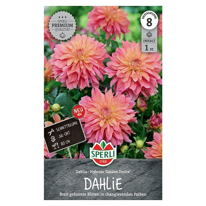 Sperli Bloembollen Dahlia Garden Desire (Dahlia x Hybrida, Verschillende kleuren, Levensduur planten: Vaste plant) | BAUHAUS