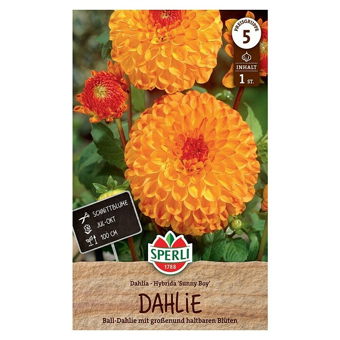 Sperli Bloembollen (Dahlia x Hybrida, Oranje / Rood) | BAUHAUS